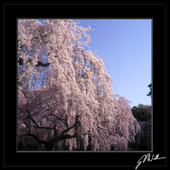 ซากุระและญี่ปุ่น