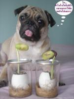 ไข่.....มา...หาด....ซา.....จาน..น...  จาก ยี้...ปุ่น    น่าร๊า...ก