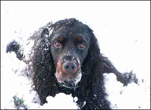 รูปภาพคอมเมนต์