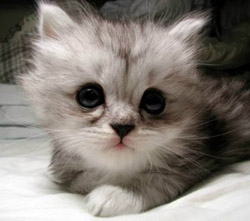 รูปภาพคอมเมนต์