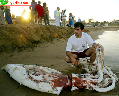 *- ปลาหมึกยักษ์ -*