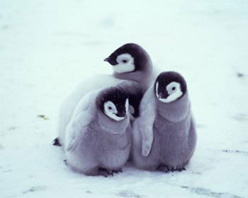 รูปภาพคอมเมนต์