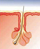 มารู้จักปัจจัยที่ทำให้เกิดสิวกันเถอะ