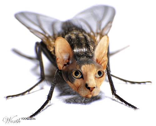 รูปภาพคอมเมนต์