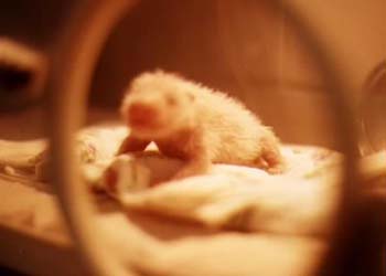 แอบดูหมี...