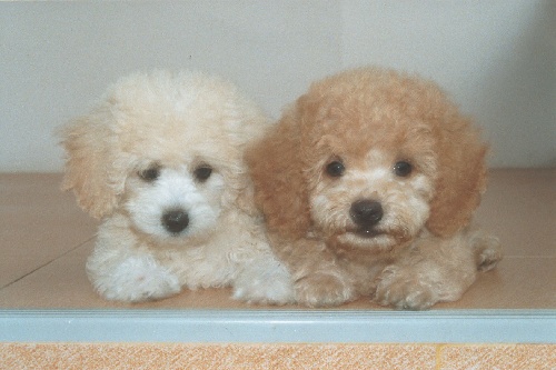 รูปภาพคอมเมนต์