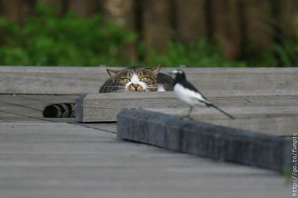 รูปภาพคอมเมนต์