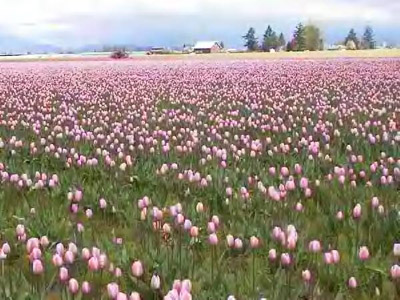 รูปภาพคอมเมนต์