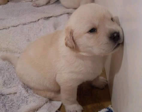 รูปภาพคอมเมนต์