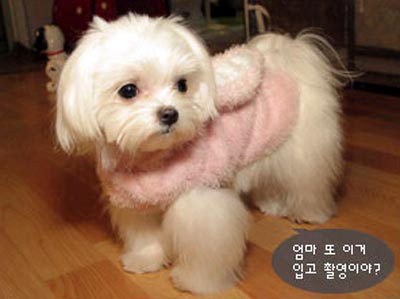 สุนัขแปลงกายเป็นกระต่าย...น่ารักนะ