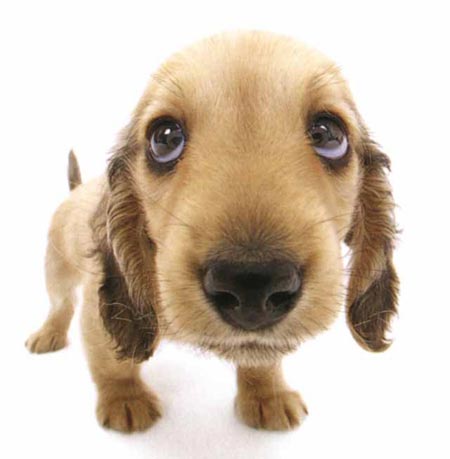 รูปภาพคอมเมนต์