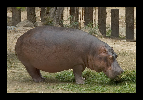 ไม่น่าเชื่อ......."กินผักก็ทำให้อ้วนได้"