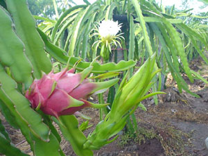 รูปภาพคอมเมนต์