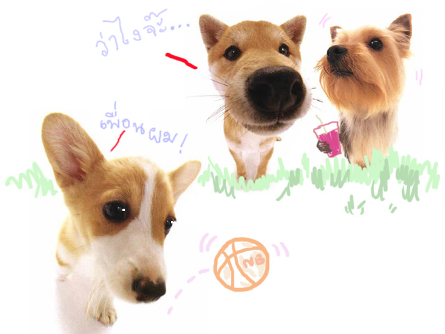 รูปภาพคอมเมนต์