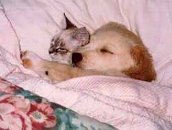 รูปภาพคอมเมนต์