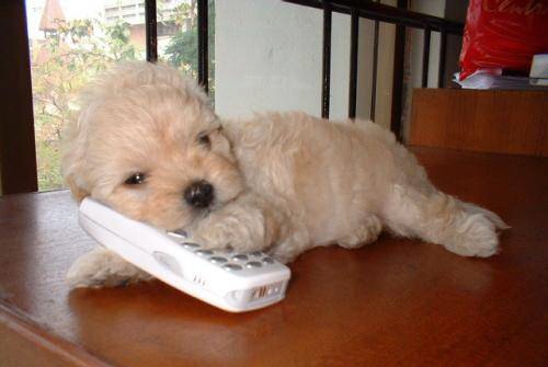 รูปภาพคอมเมนต์