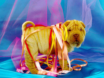 รูปภาพคอมเมนต์