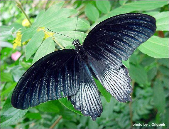 รูปภาพคอมเมนต์