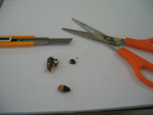 ภาพตัดต่อ (จริงๆนะ)