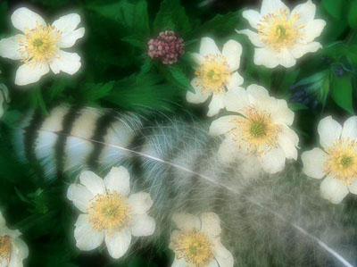 ดอกไม้สวยๆ ดูแล้วสดชื่นจังเลย