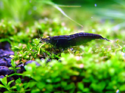 รูปภาพคอมเมนต์