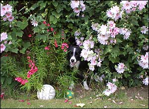 รูปภาพคอมเมนต์