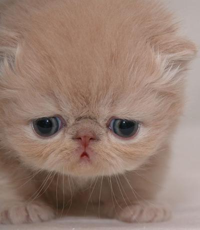 รูปภาพคอมเมนต์