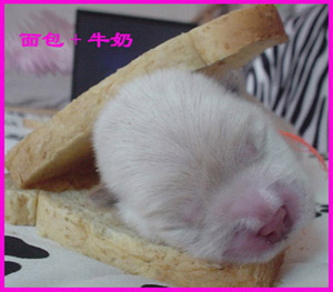 รูปภาพคอมเมนต์