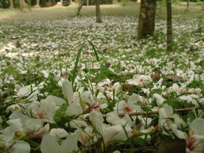 รูปภาพคอมเมนต์