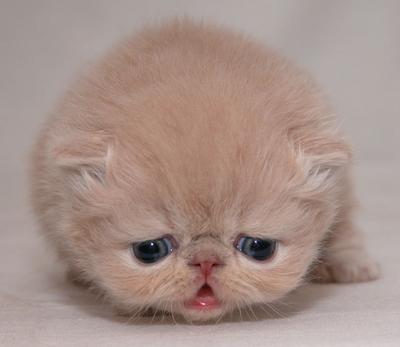 รูปภาพคอมเมนต์