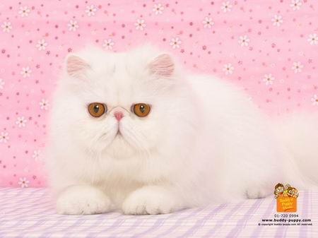 รูปภาพคอมเมนต์