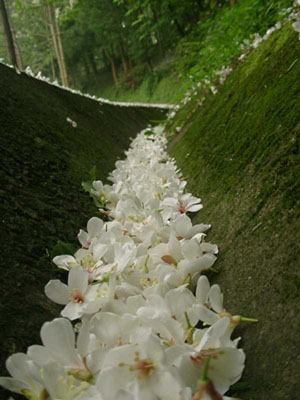 รูปภาพคอมเมนต์