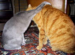 รูปภาพคอมเมนต์