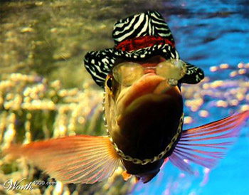 รูปภาพคอมเมนต์