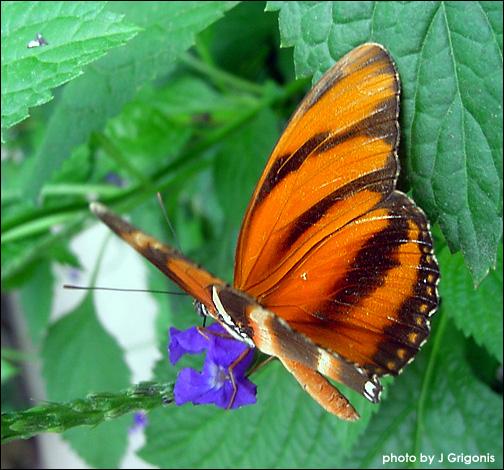 ผีเสื้อ