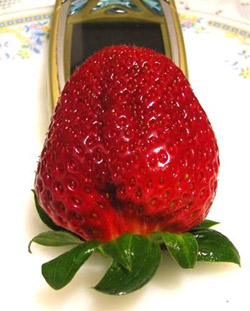 รูปภาพคอมเมนต์