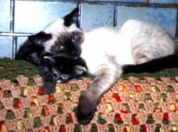 รูปภาพคอมเมนต์