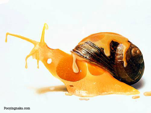 รูปภาพคอมเมนต์