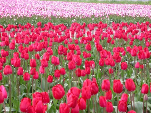 รูปภาพคอมเมนต์