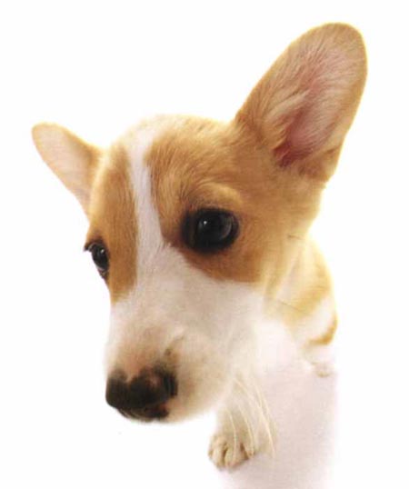 รูปภาพคอมเมนต์