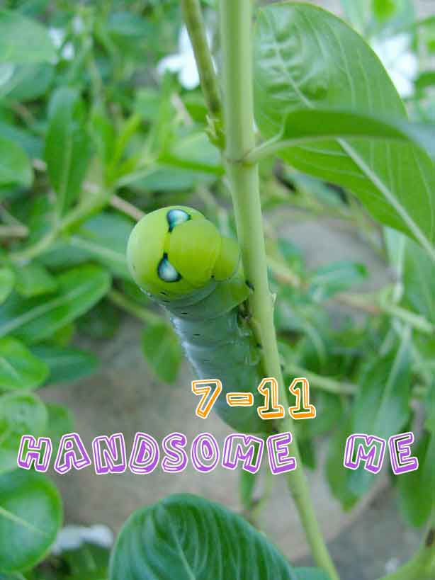 รูปภาพคอมเมนต์