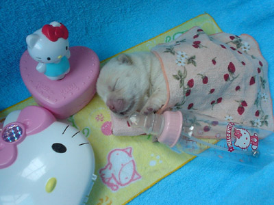 รูปภาพคอมเมนต์