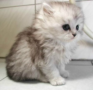 รูปภาพคอมเมนต์