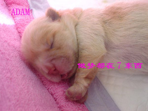 รูปภาพคอมเมนต์