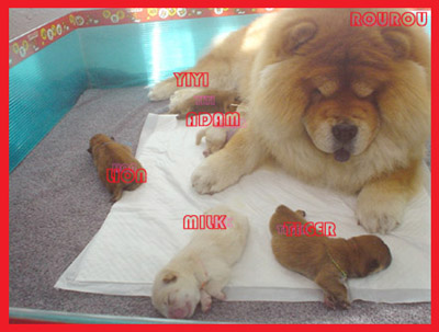 รูปภาพคอมเมนต์