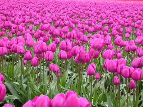 รูปภาพคอมเมนต์