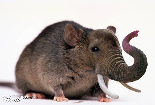 รูปภาพคอมเมนต์