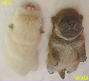 รูปภาพคอมเมนต์