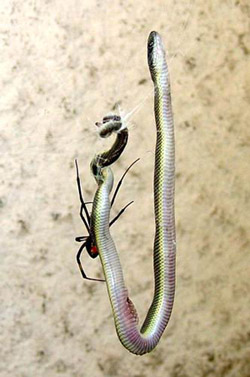 รูปภาพคอมเมนต์