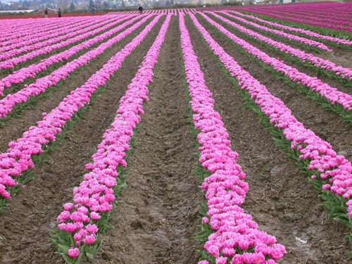 Tulip สวยๆค่า